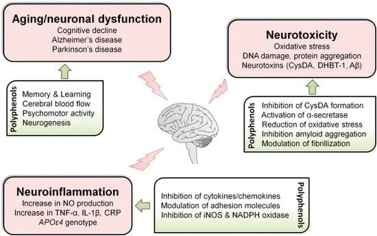 Polyphenols for Brain Health